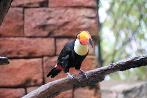 A Toucan on a branch photo