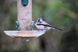 A view of a Long Tailed Tit photo