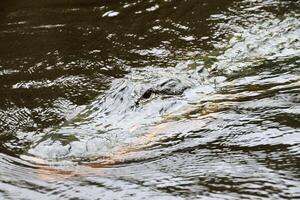 A view of an Alligator in Florida photo