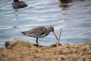 A view of a Black Taile Godwit photo