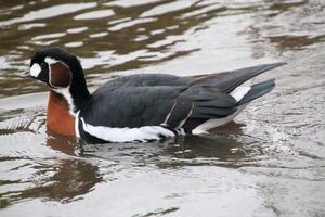 A close up of a Red Breasted Goose photo