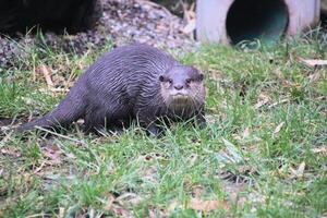 un cerca arriba de un nutria foto