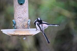 A view of a Long Tailed Tit photo