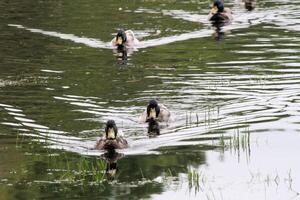 pato real patos en el agua foto