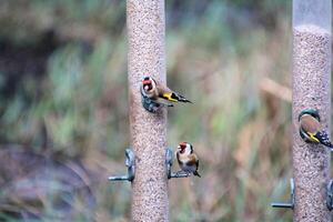 A view of aGoldfinch on a bird feeder photo