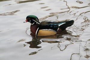 un cerca arriba de un madera Pato foto