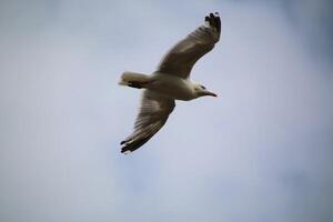 un ver de un arenque gaviota en llandudno foto