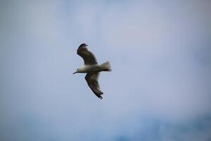 un ver de un arenque gaviota en llandudno foto