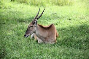 A Deer lying down on the grass photo