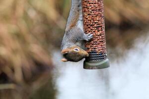 A close up of a Grey Squirrel photo