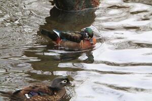 A close up of a Wood Duck photo