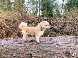 un perro en un Iniciar sesión en el campo foto