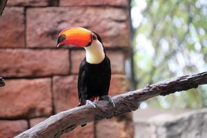 A Toucan on a branch photo