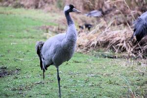 A close up of a Red Crowned Crane photo