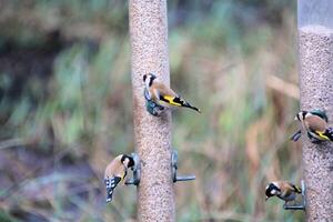 A view of aGoldfinch on a bird feeder photo