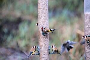 A view of aGoldfinch on a bird feeder photo