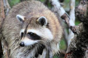 un ver de un mapache en un árbol en el Florida alumbrados foto