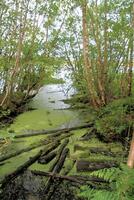 A view of Delamere Forest in Cheshire photo
