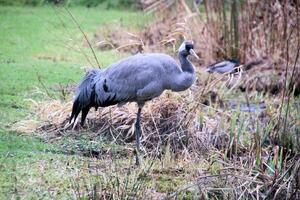 A close up of a Red Crowned Crane photo