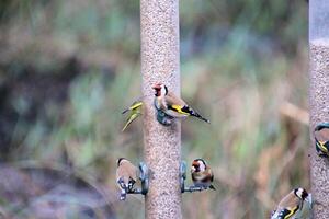 A view of aGoldfinch on a bird feeder photo