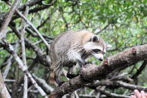 un ver de un mapache en un árbol en el Florida alumbrados foto