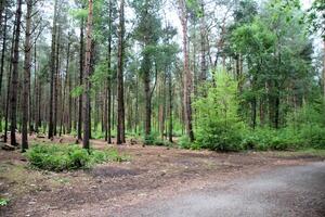 un ver de delamere bosque en Cheshire foto