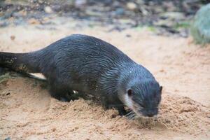 un cerca arriba de un nutria foto