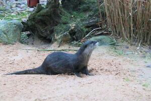 un cerca arriba de un nutria foto