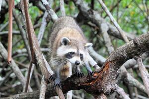 un ver de un mapache en un árbol en el Florida alumbrados foto