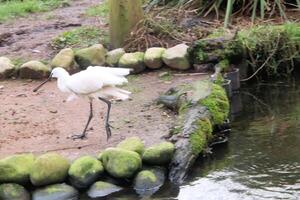 A close up of a Spoonbill photo