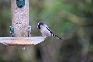 A view of a Long Tailed Tit photo