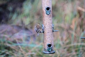 A view of aGoldfinch on a bird feeder photo