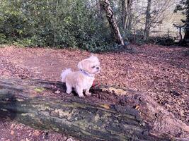 A Dog on a Log in the countryside photo