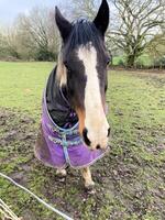 A Horse wearing a coat in a field photo