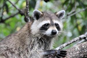 A view of a Racoon in a tree in the Florida Eveglades photo