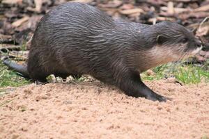 un cerca arriba de un nutria foto