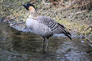 A view of aHawaiian Goose photo