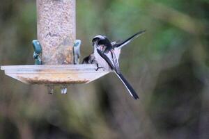 A view of a Long Tailed Tit photo