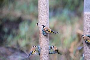 A view of aGoldfinch on a bird feeder photo