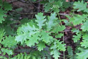 A leaf in the woods photo