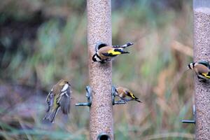 A view of aGoldfinch on a bird feeder photo