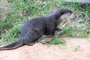 un cerca arriba de un nutria foto