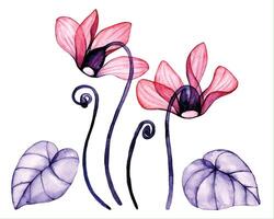 transparent cyclamen flowers. watercolor drawing, set of tropical flowers, x-ray vector