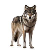 ai généré Loup agrafe art png