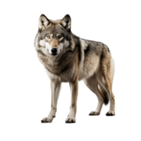 ai gerado Lobo grampo arte png