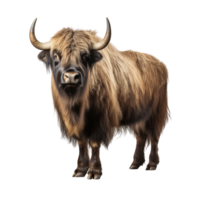 AI generated Yak clip art png