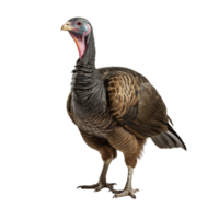 AI generated Turkey clip art png