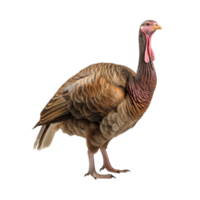 AI generated Turkey clip art png