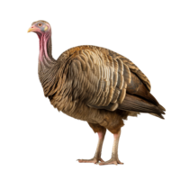 AI generated Turkey clip art png