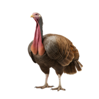 AI generated Turkey clip art png